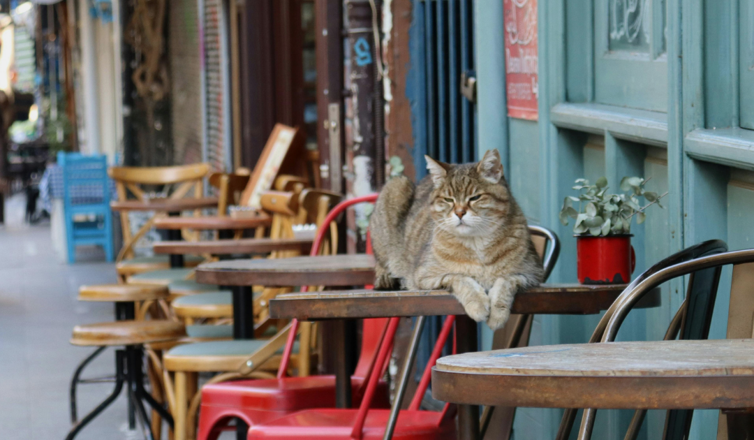 Empty restaurant tables with a single cat sitting alone, symbolizing candidate no-shows in hospitality hiring